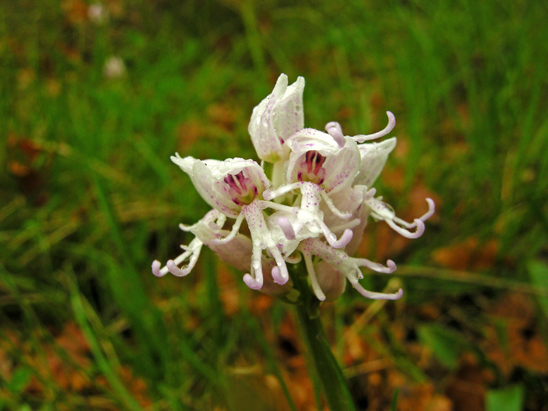 Orchidee del Chianti 2009
